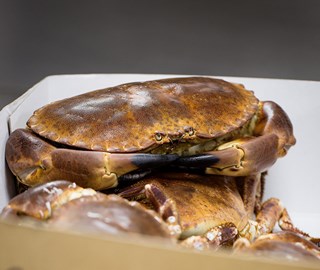 Shellfish masterclass
