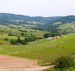 A picturesque landscape of rolling green hills is dotted with vineyards, small houses, and patches of farmland, nestled against a backdrop of forested mountains. The serene countryside captures the essence of rural tranquility, likely in a wine-growing region.